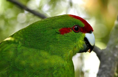 Green Parrot Free Stock Photo