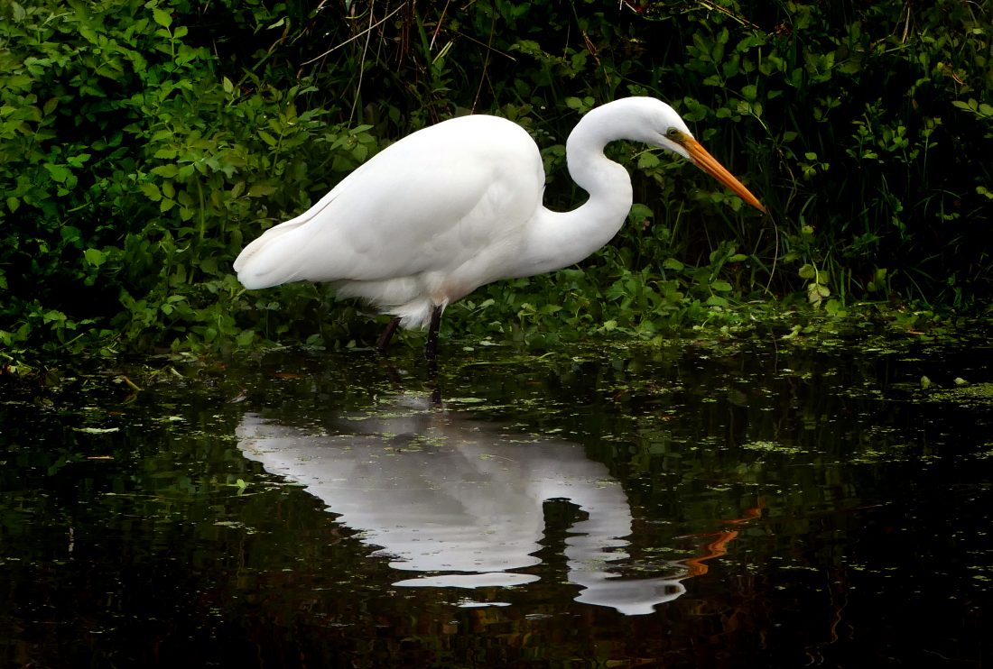 Free photo of White Heron in Water