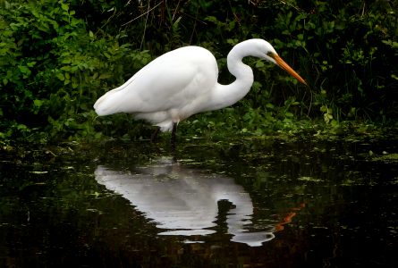 White Heron in Water