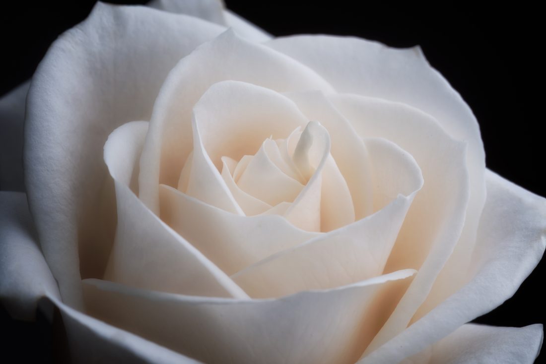 Free photo of White Rose Macro
