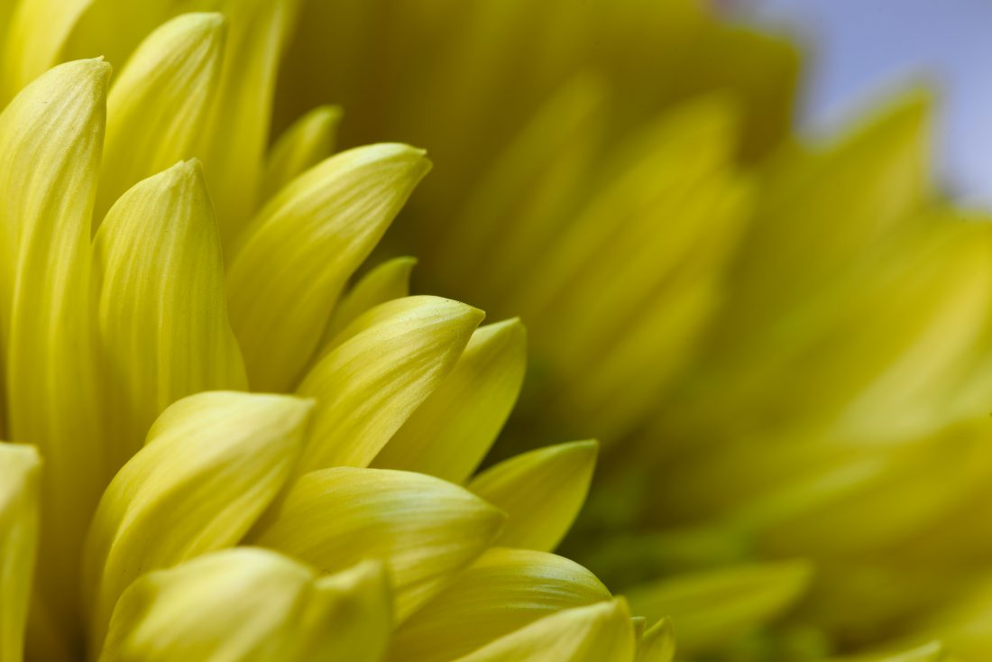 Free photo of Macro Yellow Flower