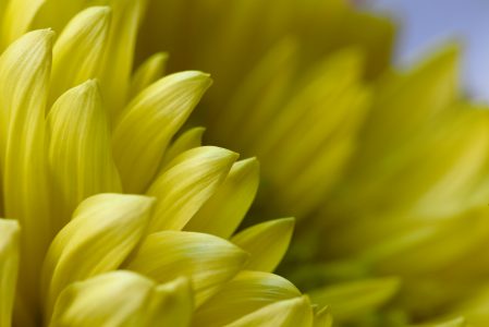 Macro Yellow Flower Free Stock Photo