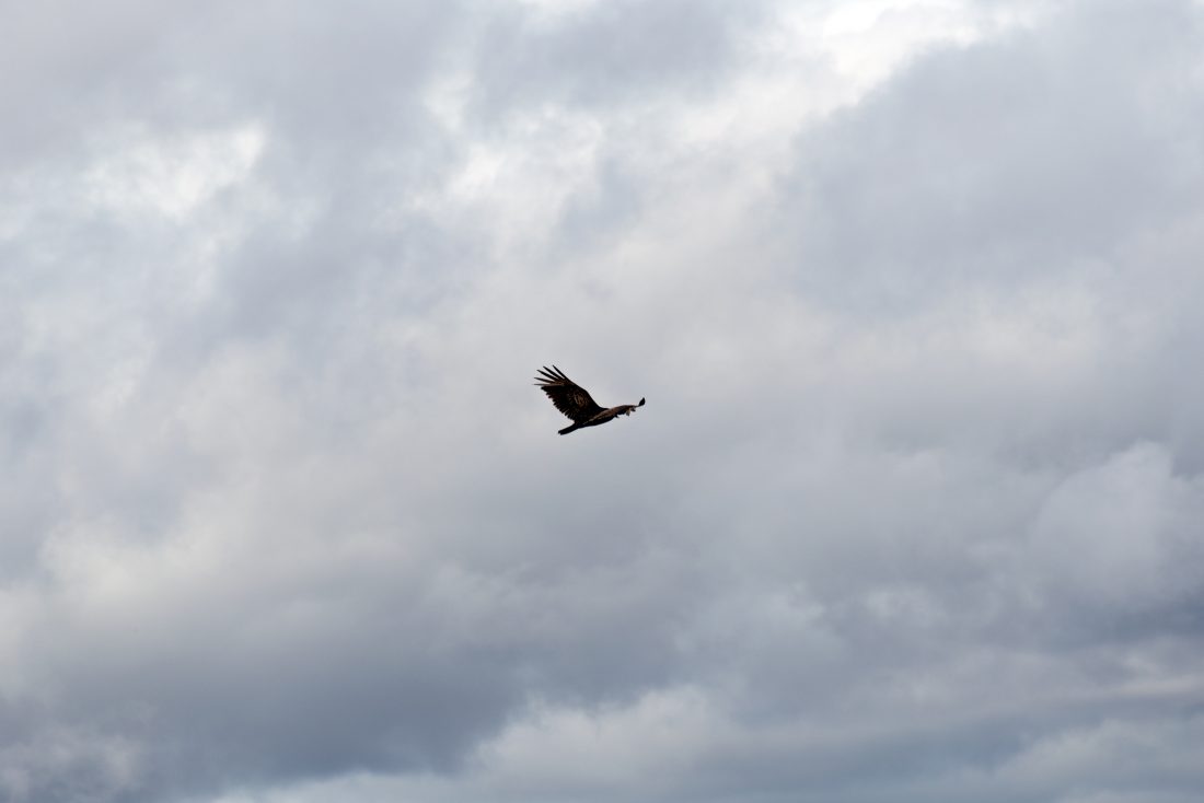 Free photo of Bird Flying in Clouds