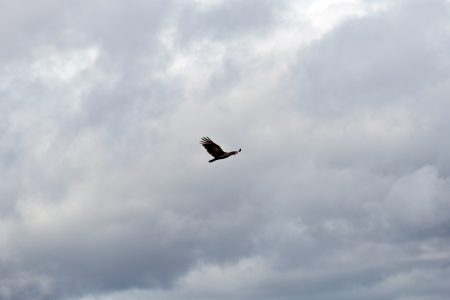 Bird Flying in Clouds Free Stock Photo