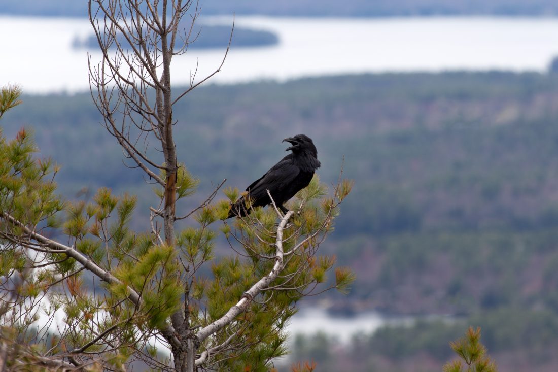 Free photo of Crow on Tree