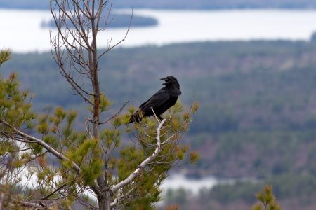 Crow on Tree Free Stock Photo