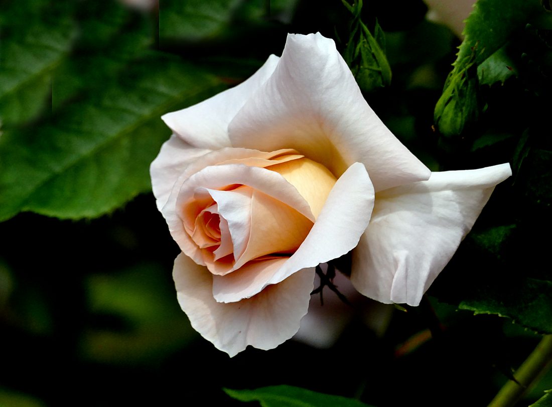 Free photo of Macro White Rose