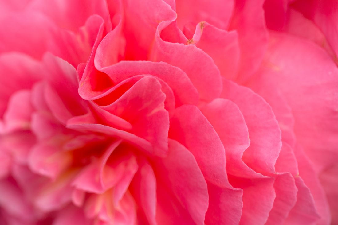 Free photo of Pink Flower Petals