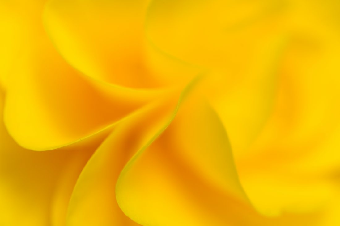 Free photo of Yellow Flower Background