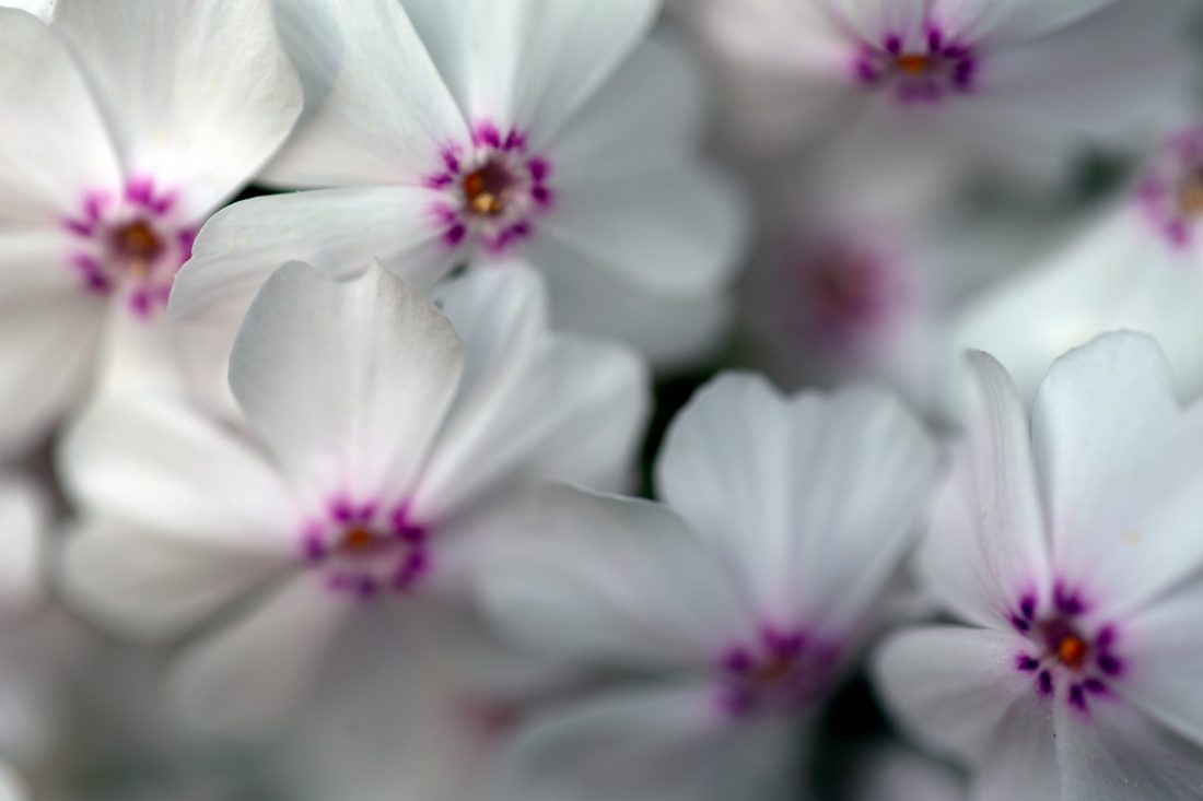 Free photo of White Flowers Background