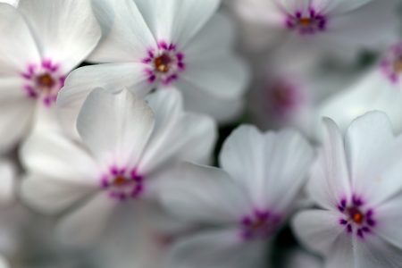 White Flowers Background Free Stock Photo