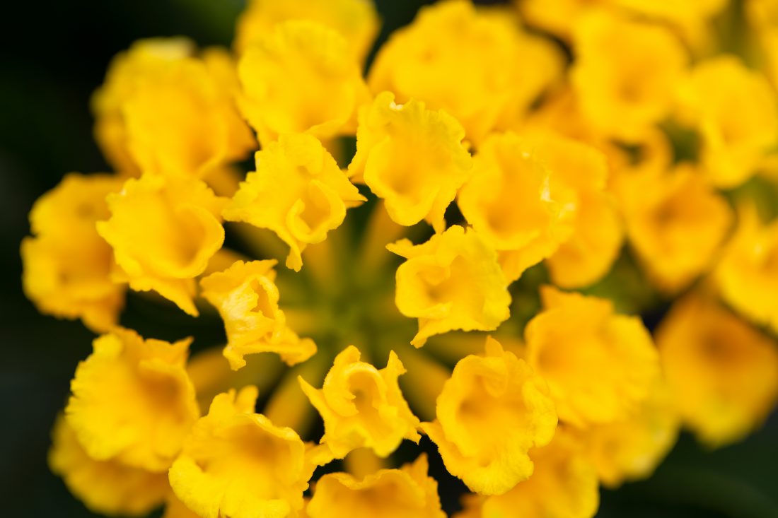 Free photo of Small Yellow Flowers