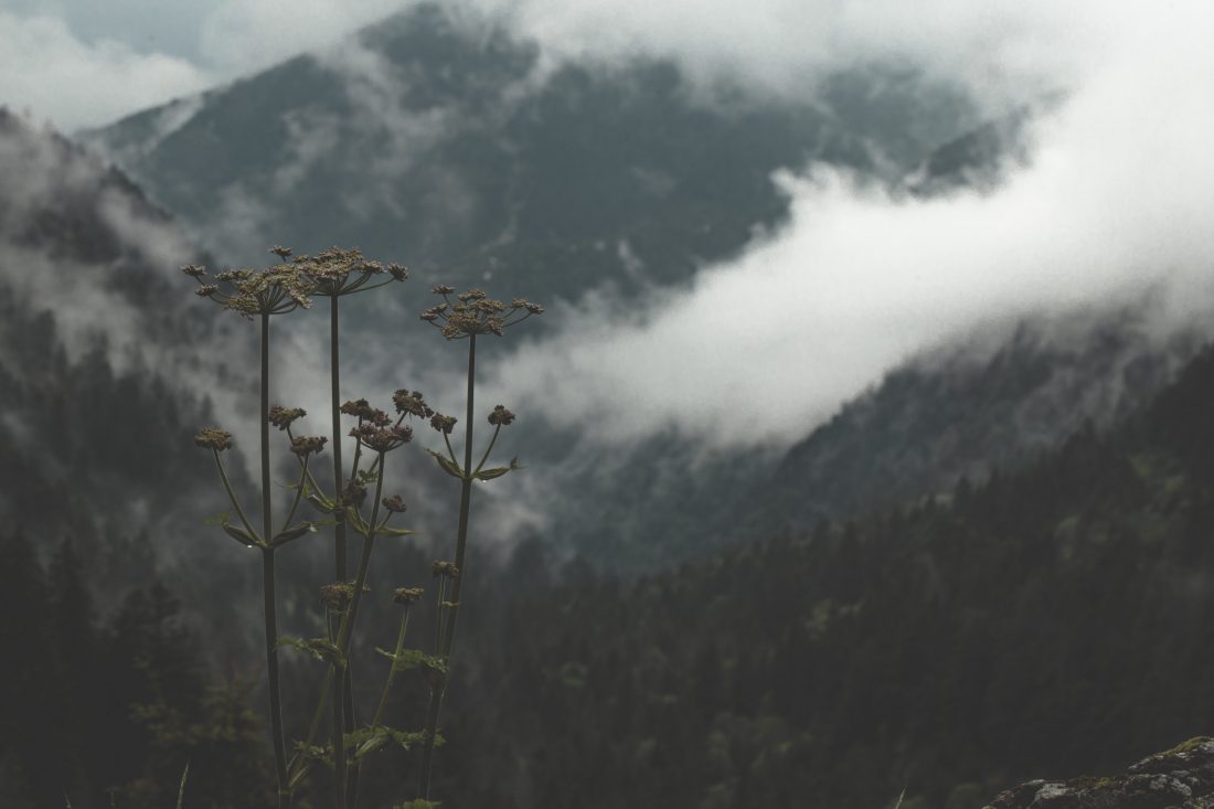 Free photo of Flower Misty Mountain