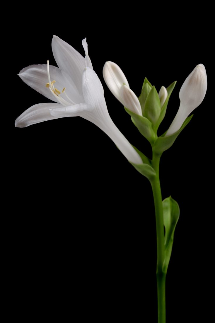 Free photo of White Flower Dark Background