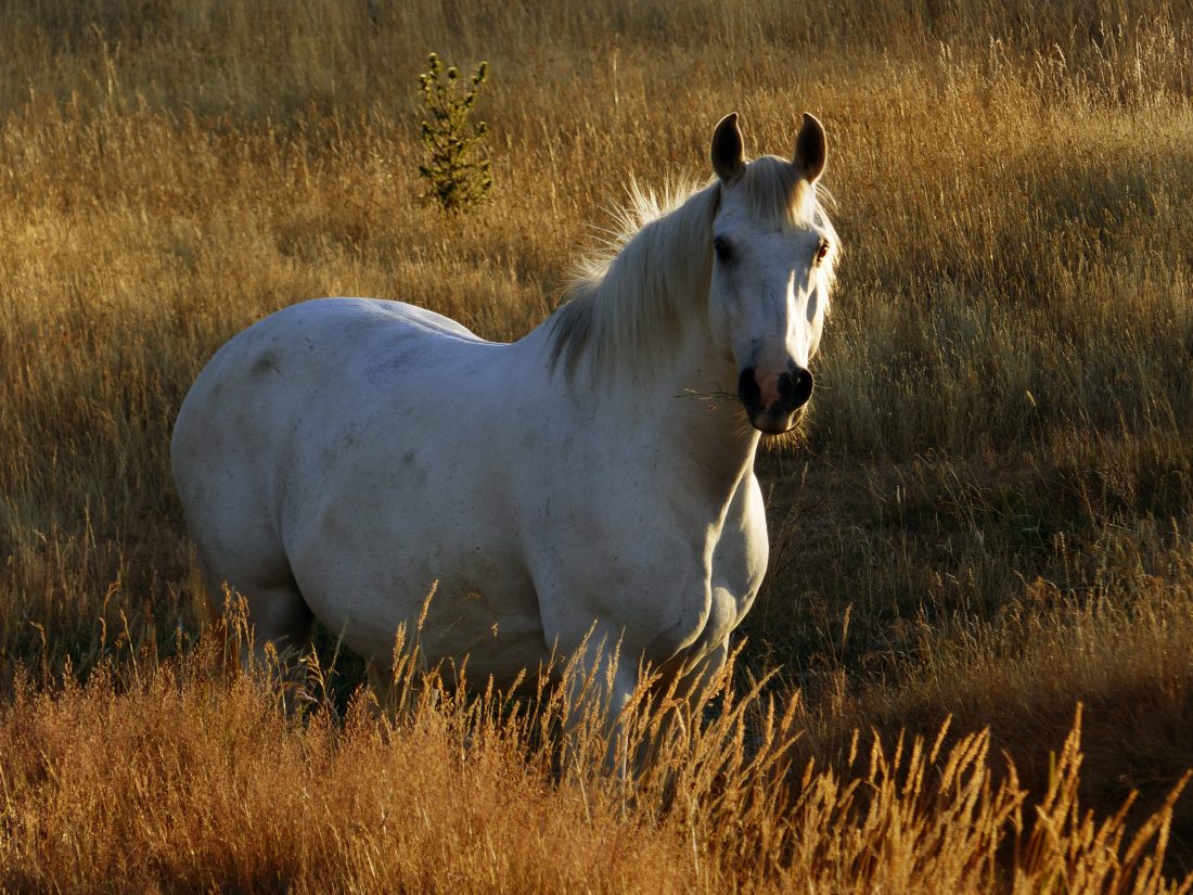 Free photo of White Horse in Pasture