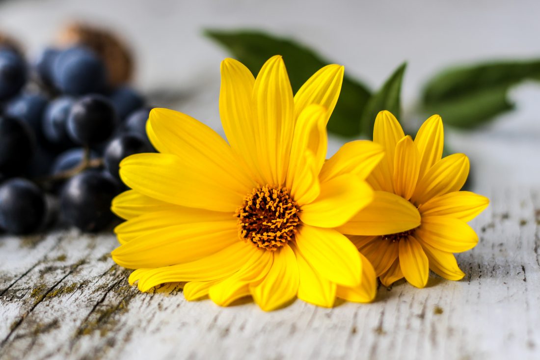 Free photo of Yellow Flowers Table