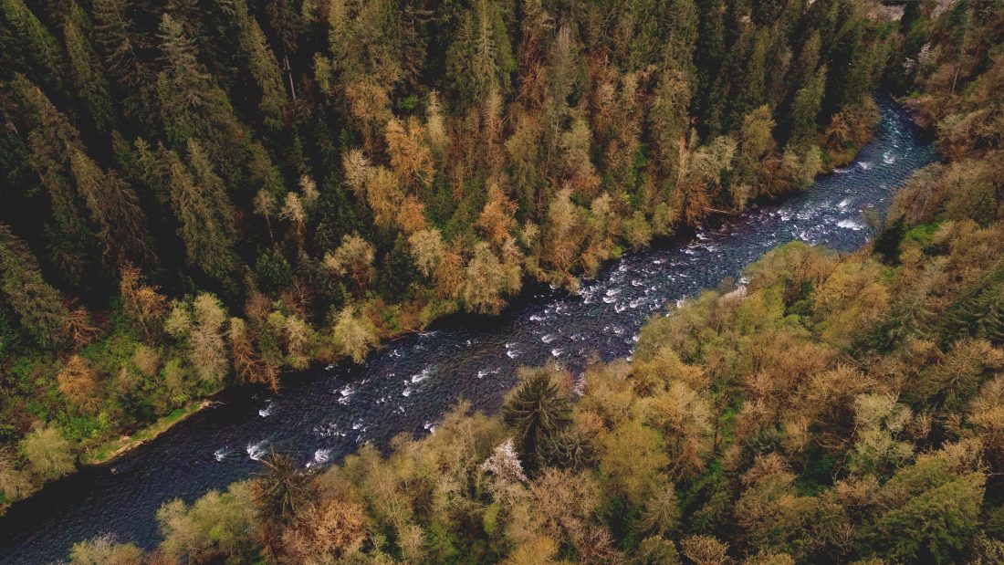 Free photo of Aerial of River and Forest