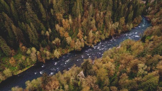 Aerial of River and Forest Free Stock Photo