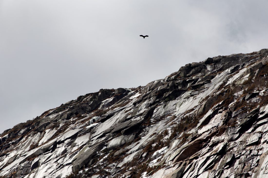 Free photo of Rocky Cliff and Bird