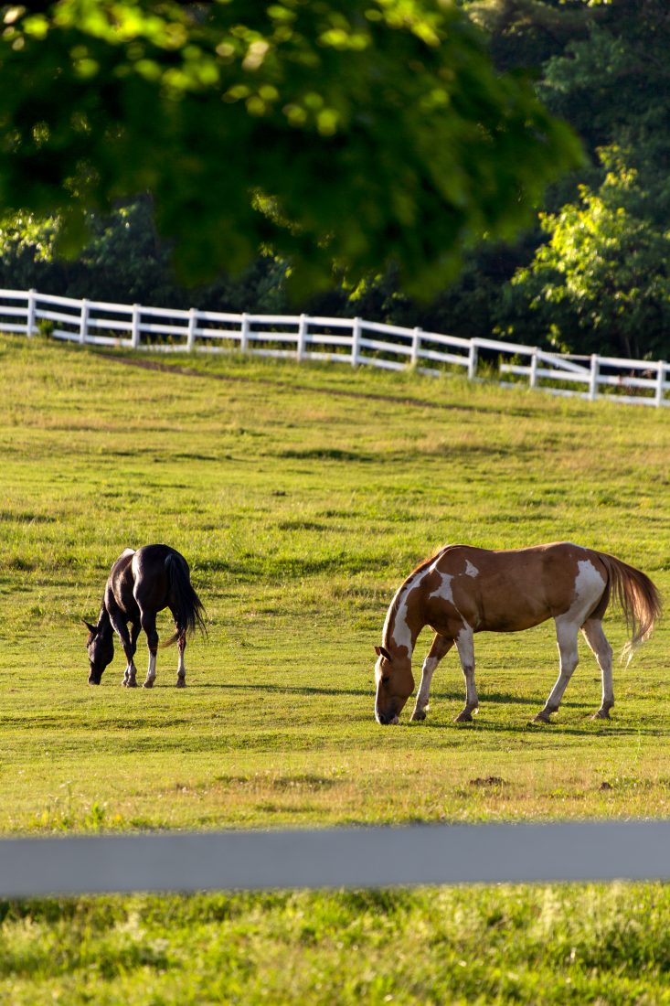 Free photo of Horses in Pasture