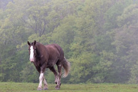 Horse in Pasture Free Stock Photo