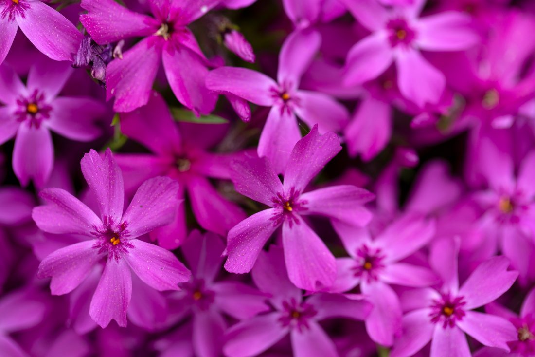 Free photo of Purple Flowers Background
