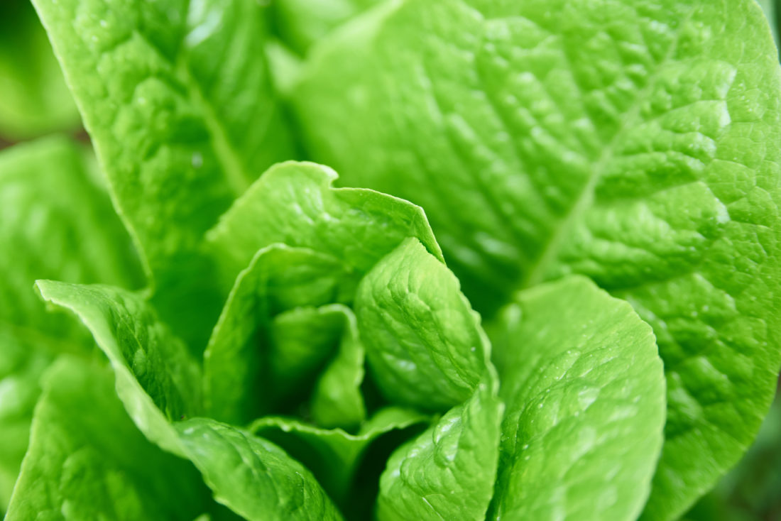 Free photo of Garden Lettuce Close up