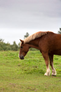Horse Countryside Free Stock Photo