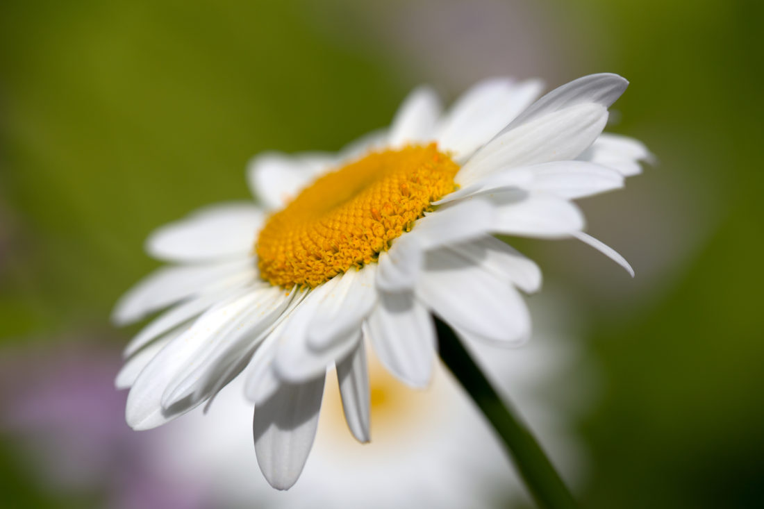 Free photo of White Daisy Flower