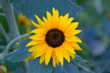 Yellow Sunflower Free Stock Photo