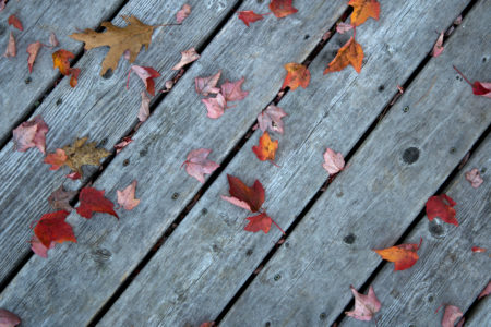 Fall Leaves Wood Free Stock Photo