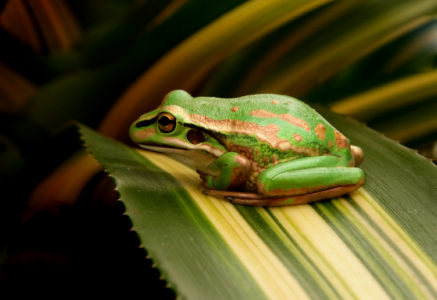 Frog on Green Leaf