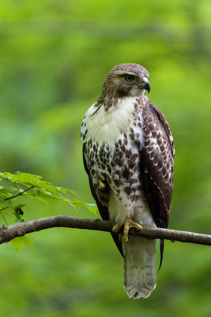 Free photo of Hawk Perched in Tree