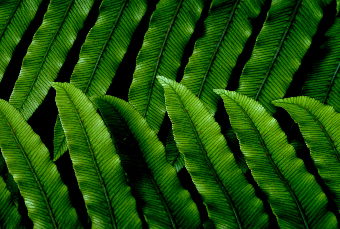 Free photo of Green Leaf Pattern