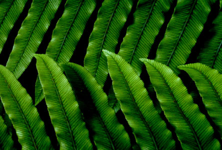 Green Leaf Pattern Free Stock Photo