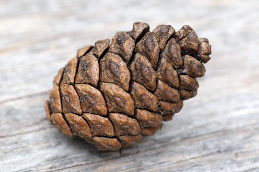 Free photo of Pine Cone on Wood