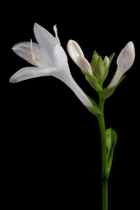 White Flower Close Up Free Stock Photo